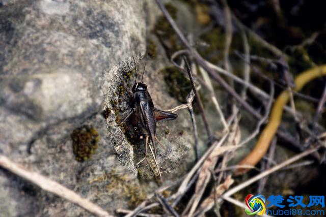 蟋蟀有哪些天敌？主要食物是什么？它能活多久？