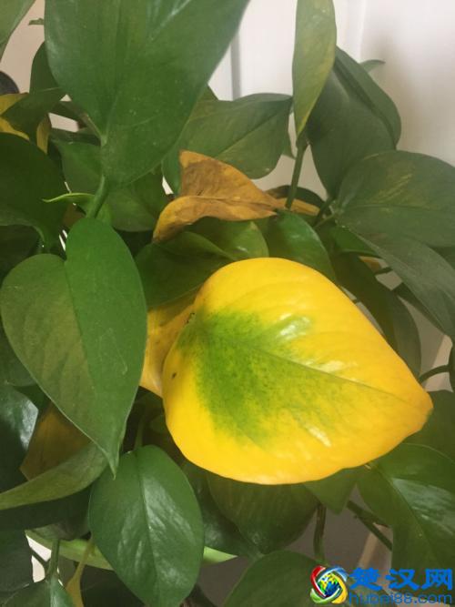 难怪连绿萝也养不好，这“三个”原因让它的叶子总发黄