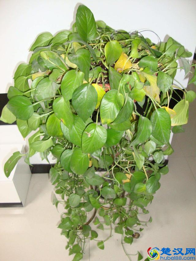 难怪连绿萝也养不好，这“三个”原因让它的叶子总发黄