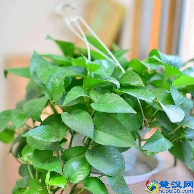 难怪连绿萝也养不好，这“三个”原因让它的叶子总发黄