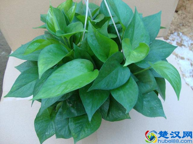 难怪连绿萝也养不好，这“三个”原因让它的叶子总发黄