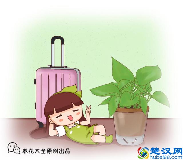 难怪连绿萝也养不好，这“三个”原因让它的叶子总发黄