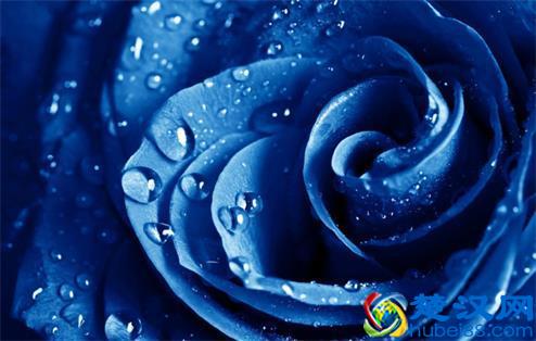 蓝色妖姬,你知道它的花语代表了什么吗?