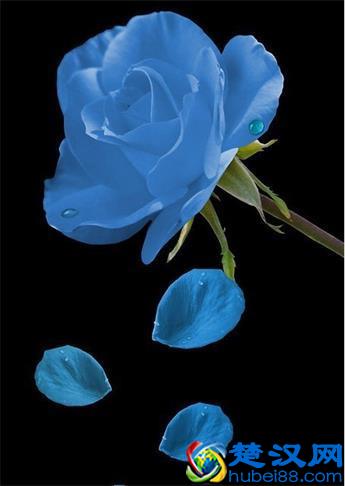 蓝色妖姬,你知道它的花语代表了什么吗?