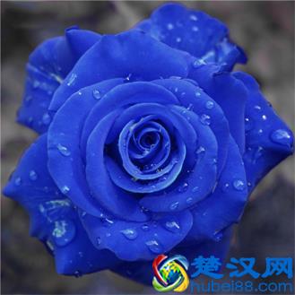 蓝色妖姬,你知道它的花语代表了什么吗?