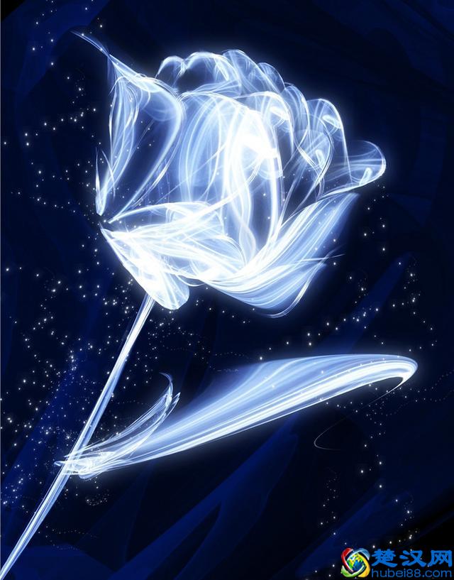 蓝色妖姬,你知道它的花语代表了什么吗?