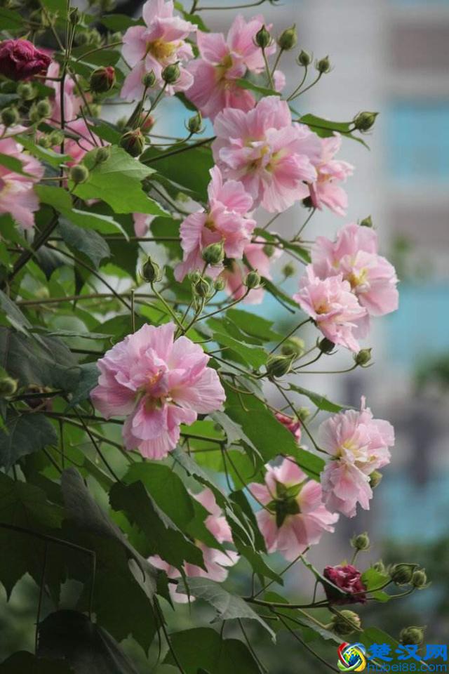 知道七月观什么花吗？告诉大家固定不变的开花时间