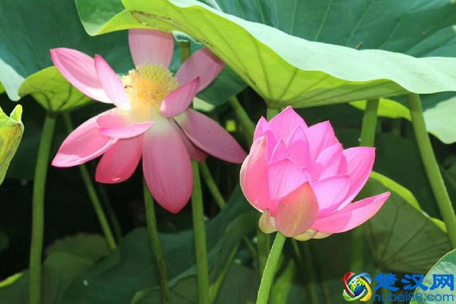 知道七月观什么花吗？告诉大家固定不变的开花时间