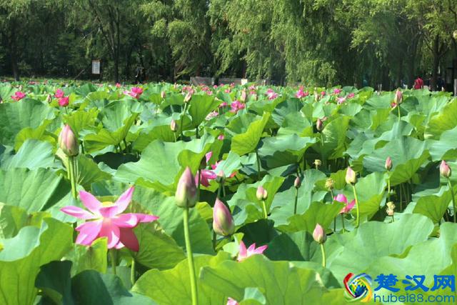 知道七月观什么花吗？告诉大家固定不变的开花时间