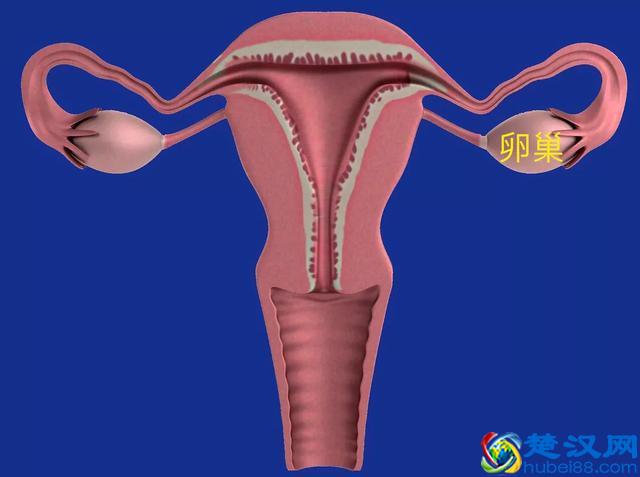 HPV病毒阳性是什么意思？了解宫颈癌的一级预防
