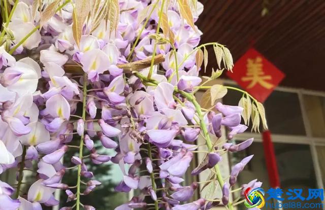 杜鹃紫藤正艳！来威海尽赏姹紫嫣红