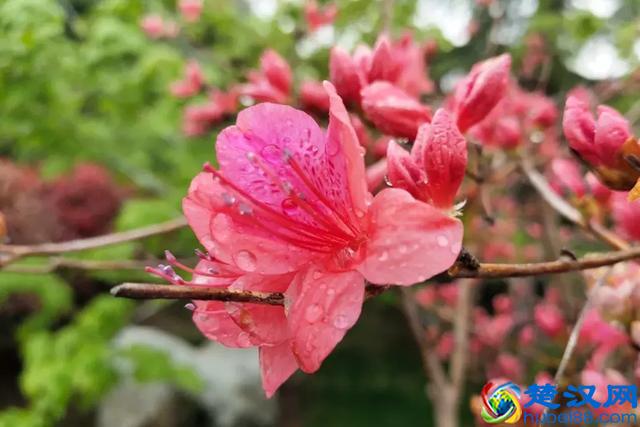 杜鹃紫藤正艳！来威海尽赏姹紫嫣红