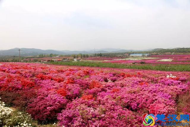 杜鹃紫藤正艳！来威海尽赏姹紫嫣红