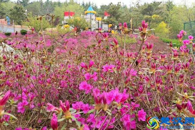 杜鹃紫藤正艳！来威海尽赏姹紫嫣红