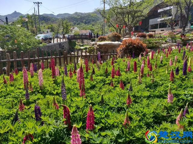 杜鹃紫藤正艳！来威海尽赏姹紫嫣红