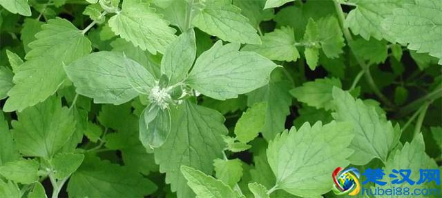 猫薄荷是什么品种，和我们平时常见的薄荷有什么区别？该怎么养护