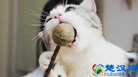 猫薄荷是什么品种，和我们平时常见的薄荷有什么区别？该怎么养护