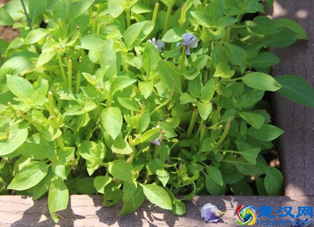 猫薄荷是什么品种，和我们平时常见的薄荷有什么区别？该怎么养护