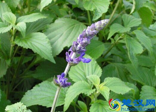 猫薄荷是什么品种，和我们平时常见的薄荷有什么区别？该怎么养护