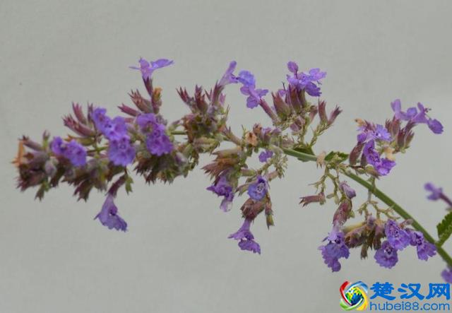 猫薄荷是什么品种，和我们平时常见的薄荷有什么区别？该怎么养护