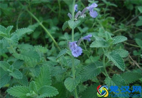 猫薄荷是什么品种，和我们平时常见的薄荷有什么区别？该怎么养护