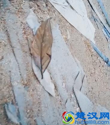 寻不到花的枯叶蝶，永远看不见凋谢！为了生存，绝世容颜也要掩藏