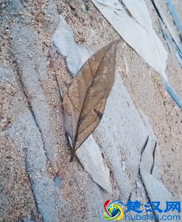 寻不到花的枯叶蝶，永远看不见凋谢！为了生存，绝世容颜也要掩藏