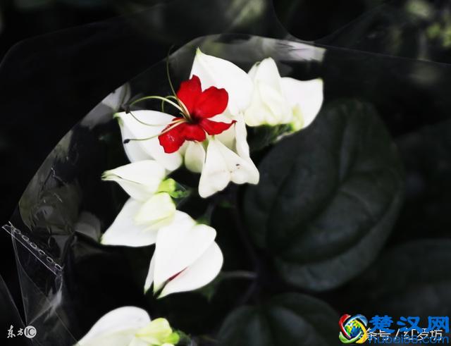 50年婚姻是金婚，我和老公结婚十年，是什么婚？