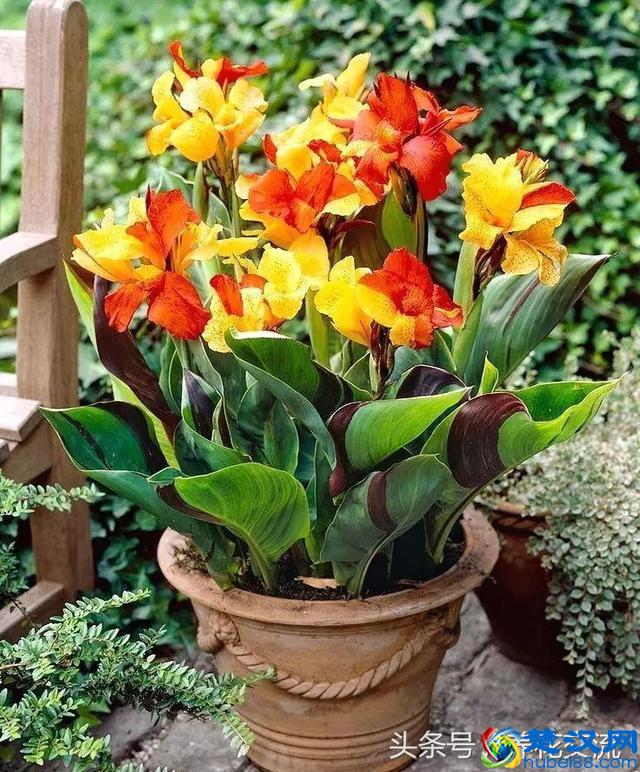 10种常年开花的植物，养在阳台上一年四季都是花