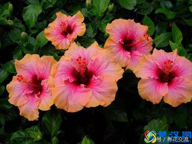 10种常年开花的植物，养在阳台上一年四季都是花