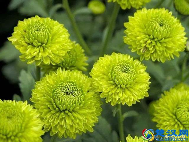 10种常年开花的植物，养在阳台上一年四季都是花