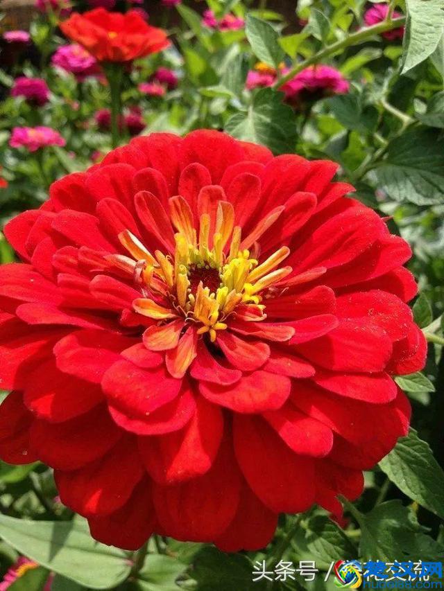 10种常年开花的植物，养在阳台上一年四季都是花