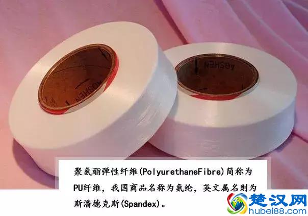 常见的氨纶有什么来头