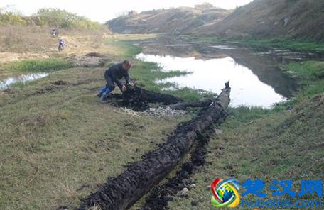 乌木是怎形成的，乌木有什么价值