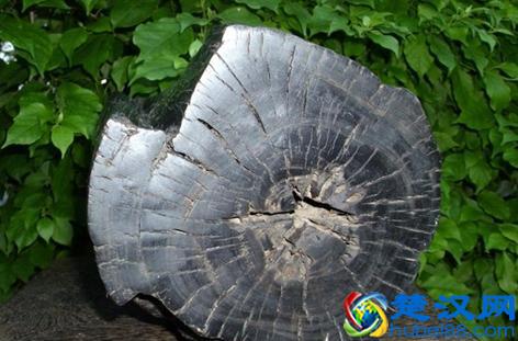 乌木是怎形成的，乌木有什么价值