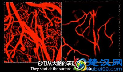 人为什么一定要睡觉？有一个很牛逼的原因