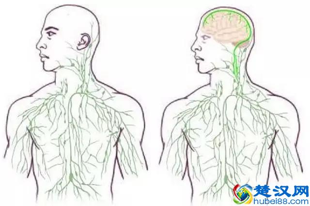 人为什么一定要睡觉？有一个很牛逼的原因