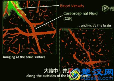 人为什么一定要睡觉？有一个很牛逼的原因
