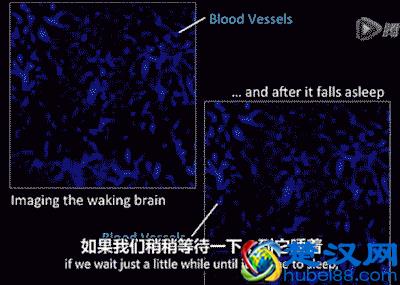 人为什么一定要睡觉？有一个很牛逼的原因