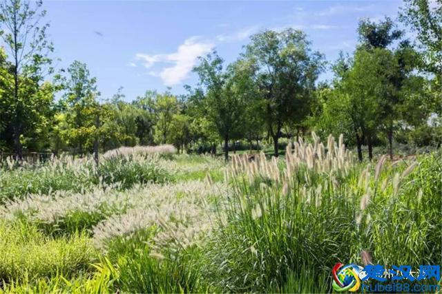 独家探秘丨通州这座会喝水的雨水花园露出真容，神奇“海绵体”美炸天了！