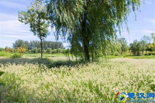 独家探秘丨通州这座会喝水的雨水花园露出真容，神奇“海绵体”美炸天了！