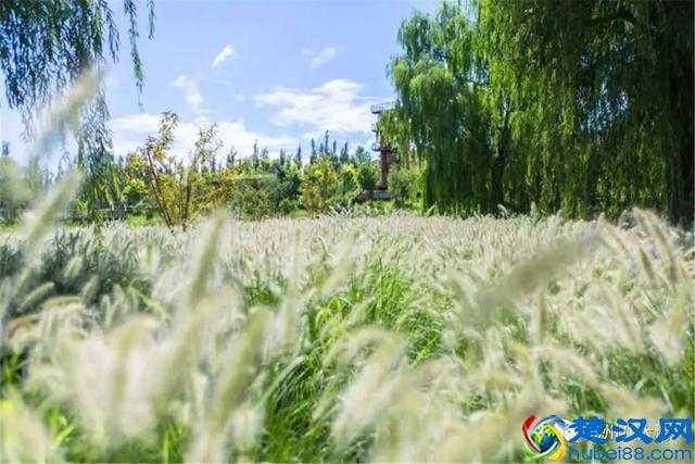 独家探秘丨通州这座会喝水的雨水花园露出真容，神奇“海绵体”美炸天了！