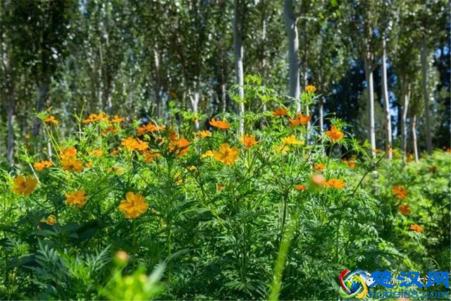 独家探秘丨通州这座会喝水的雨水花园露出真容，神奇“海绵体”美炸天了！