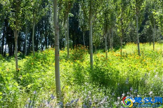 独家探秘丨通州这座会喝水的雨水花园露出真容，神奇“海绵体”美炸天了！