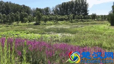 独家探秘丨通州这座会喝水的雨水花园露出真容，神奇“海绵体”美炸天了！