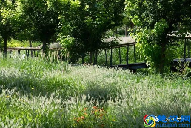 独家探秘丨通州这座会喝水的雨水花园露出真容，神奇“海绵体”美炸天了！