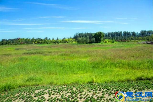 独家探秘丨通州这座会喝水的雨水花园露出真容，神奇“海绵体”美炸天了！