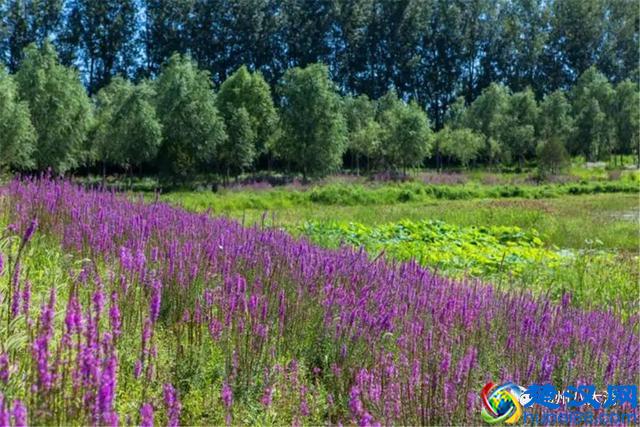 独家探秘丨通州这座会喝水的雨水花园露出真容，神奇“海绵体”美炸天了！