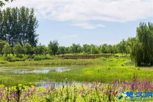 独家探秘丨通州这座会喝水的雨水花园露出真容，神奇“海绵体”美炸天了！