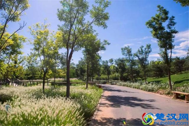 独家探秘丨通州这座会喝水的雨水花园露出真容，神奇“海绵体”美炸天了！